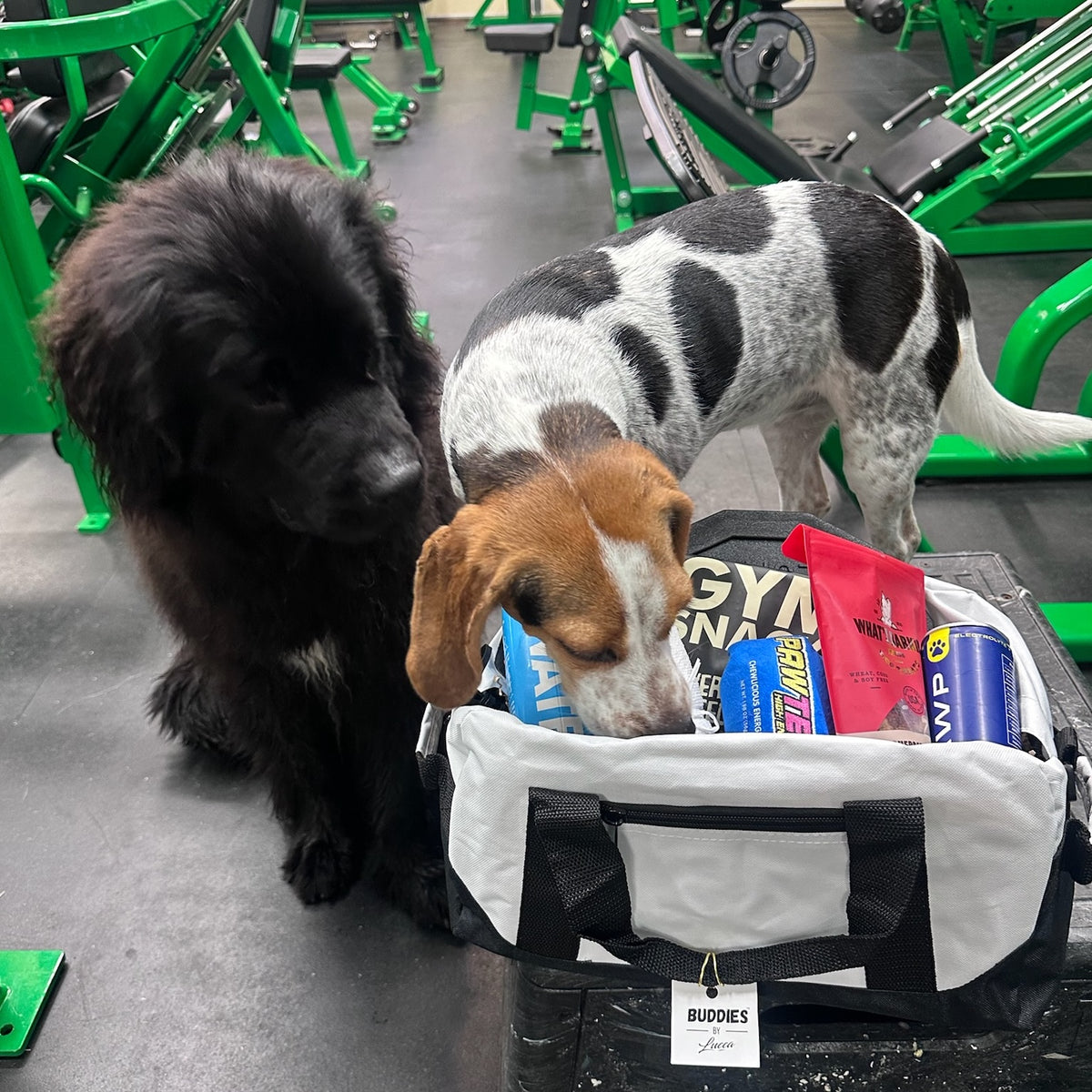 Gym Buddies Gift Basket for the Fitness Dog & Human Duo