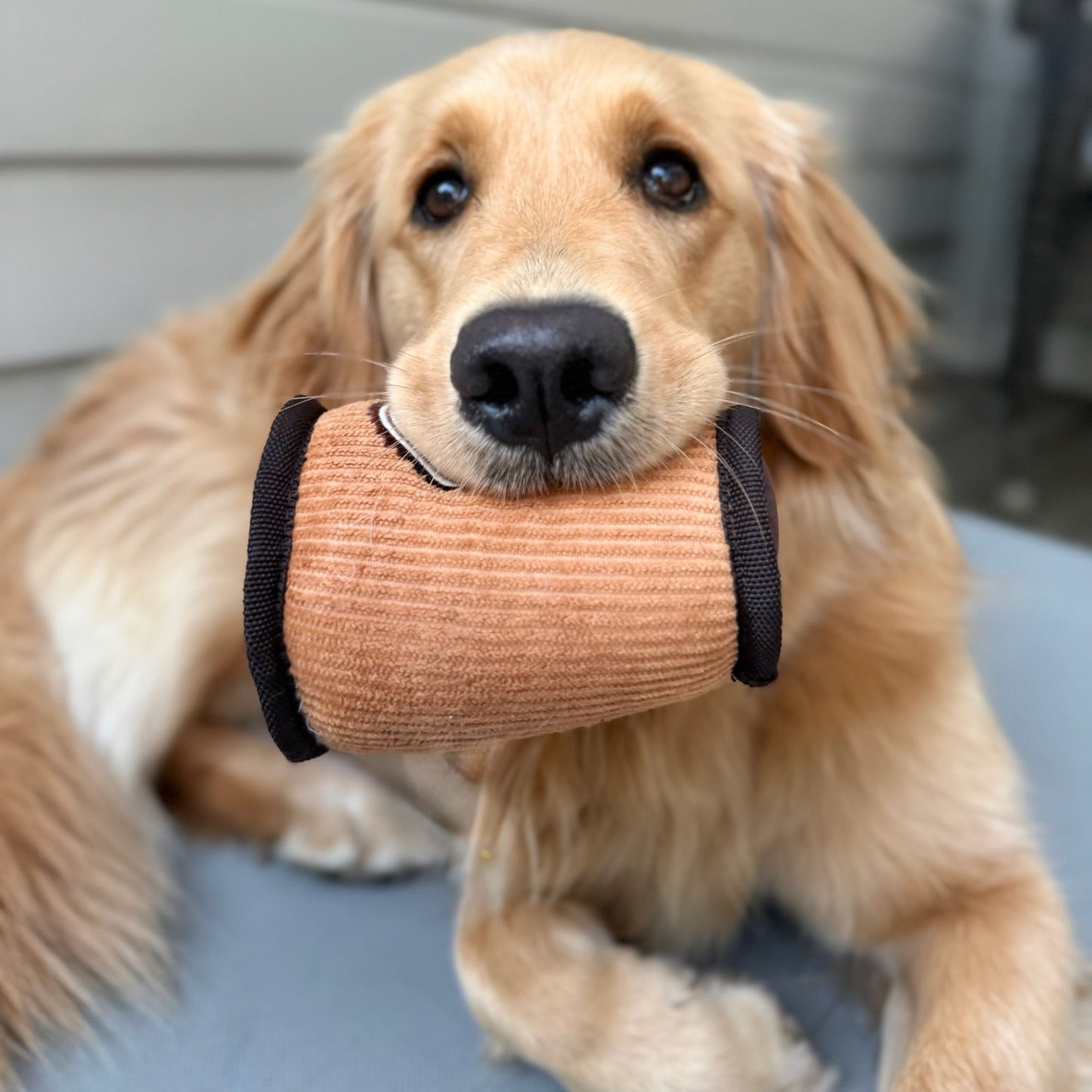 dog holding coffee plush toy