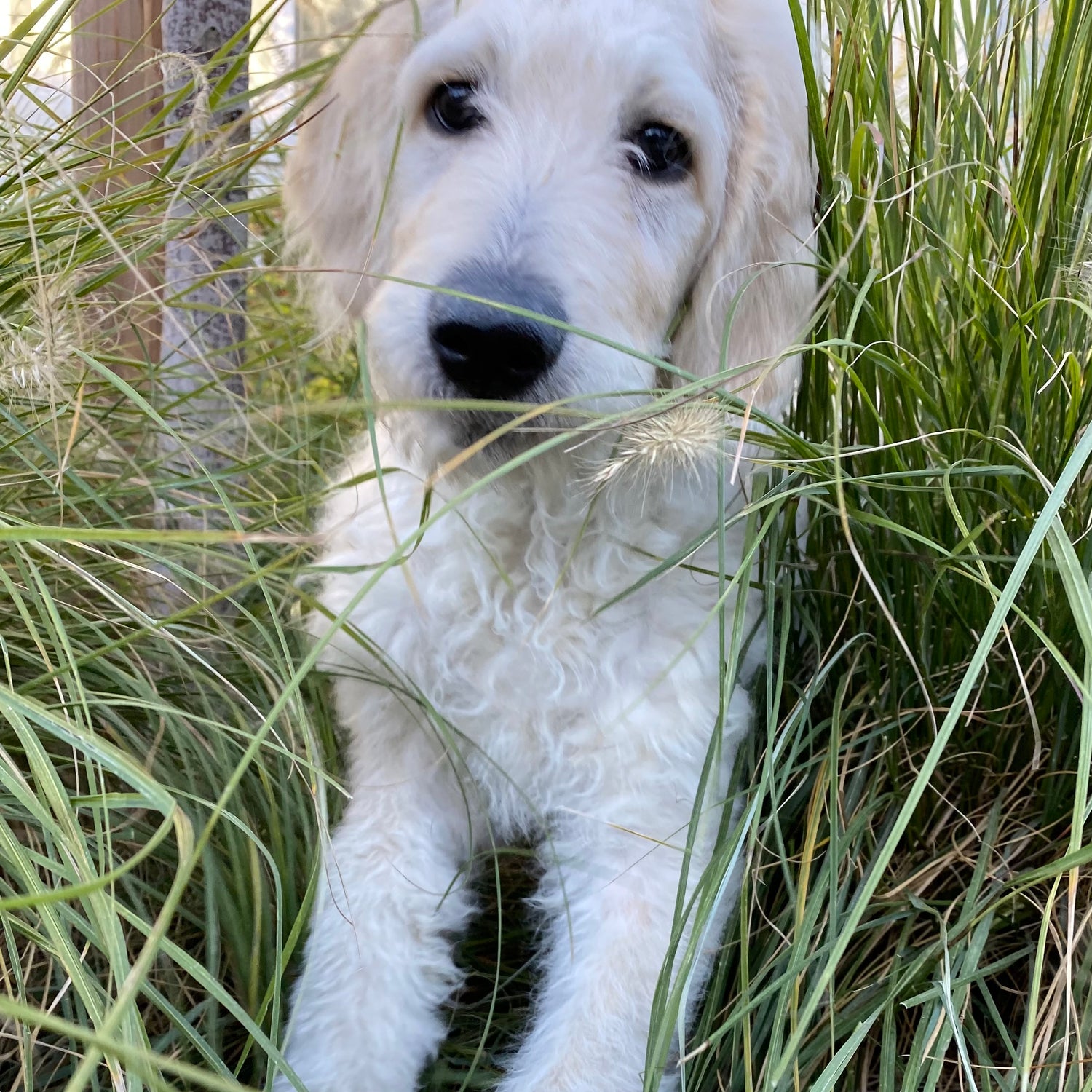 luccas gotcha day