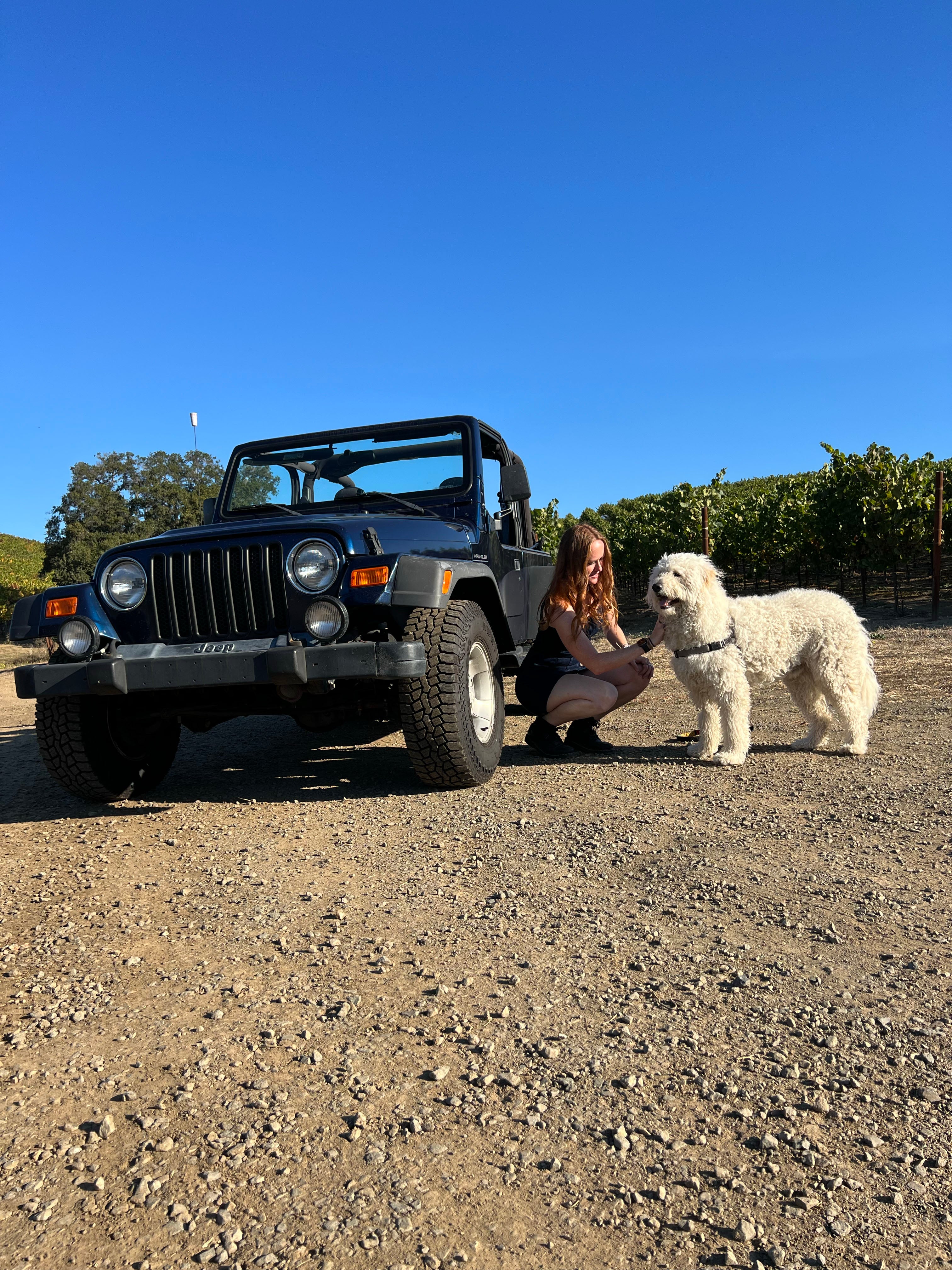 dog friendly places in napa valley for dog lovers and their dogs, sammy and lucca in the napa vineyards exploring dog friendly wineries