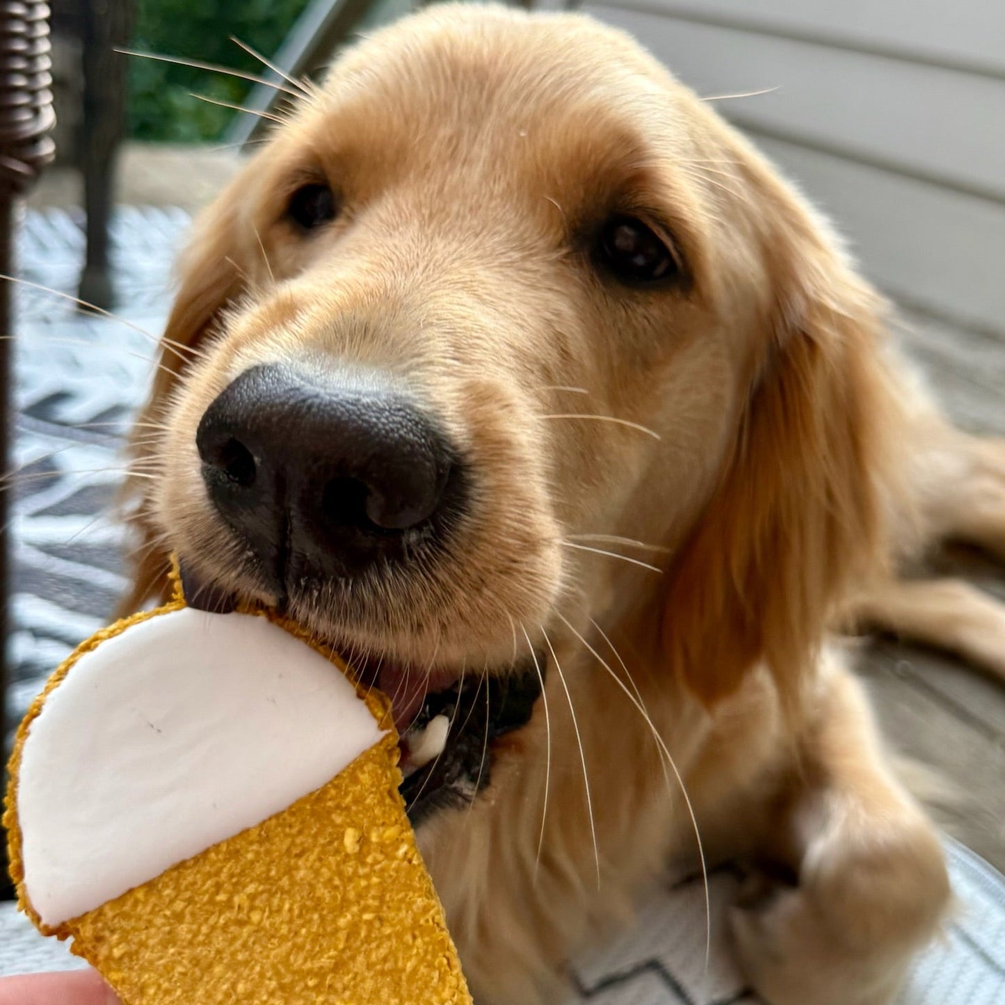 Dog holding a treat shaped like a coffee