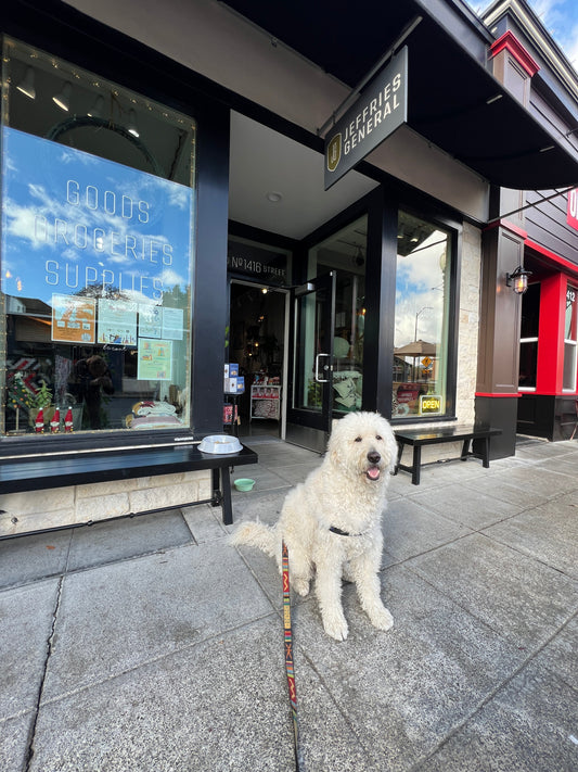 lucca the napa dog in front of jeffries general downtown napa