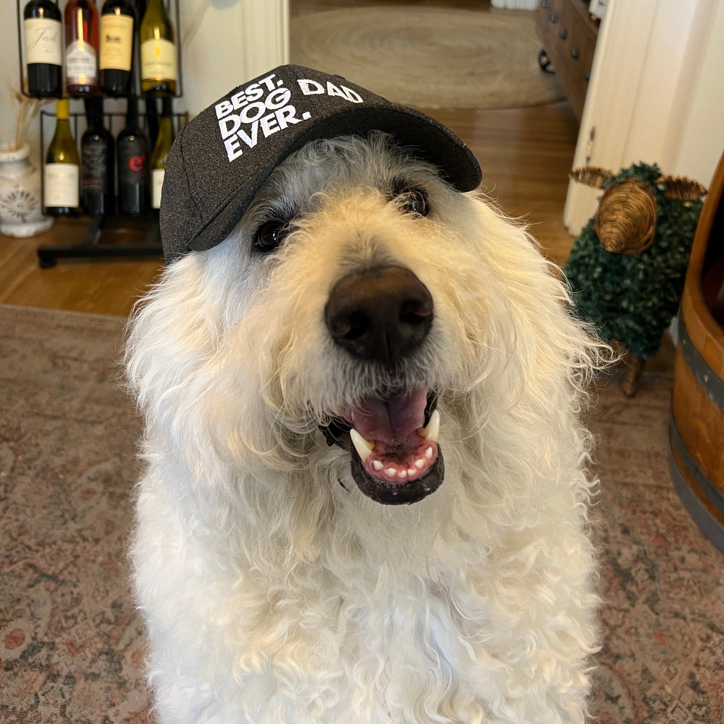 lucca with dog dad hat on