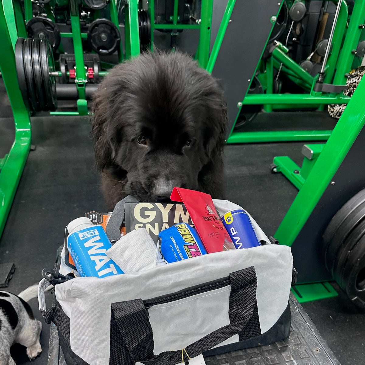 Gym Buddies Gift Basket for the Fitness Dog & Human Duo