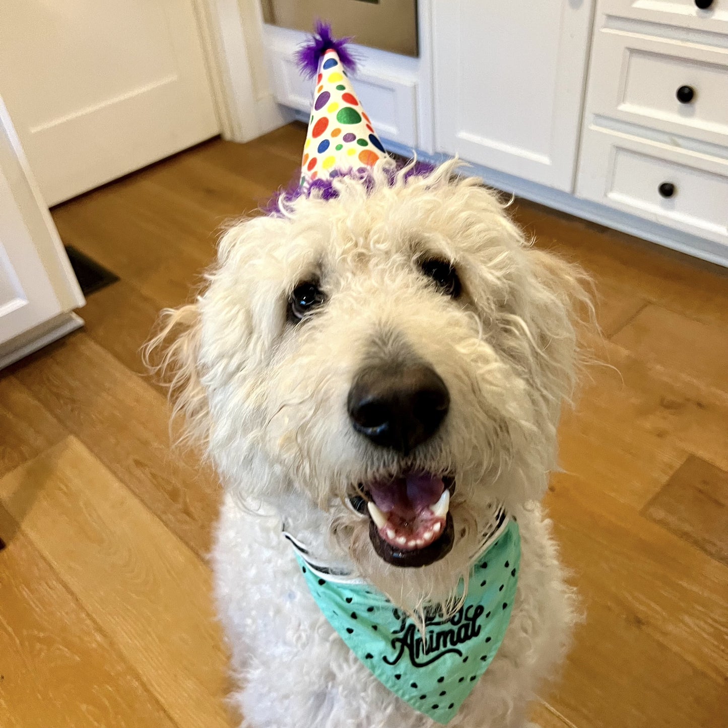 lucca wearing the party hat from the barking birthday bash buddies by lucca gift box
