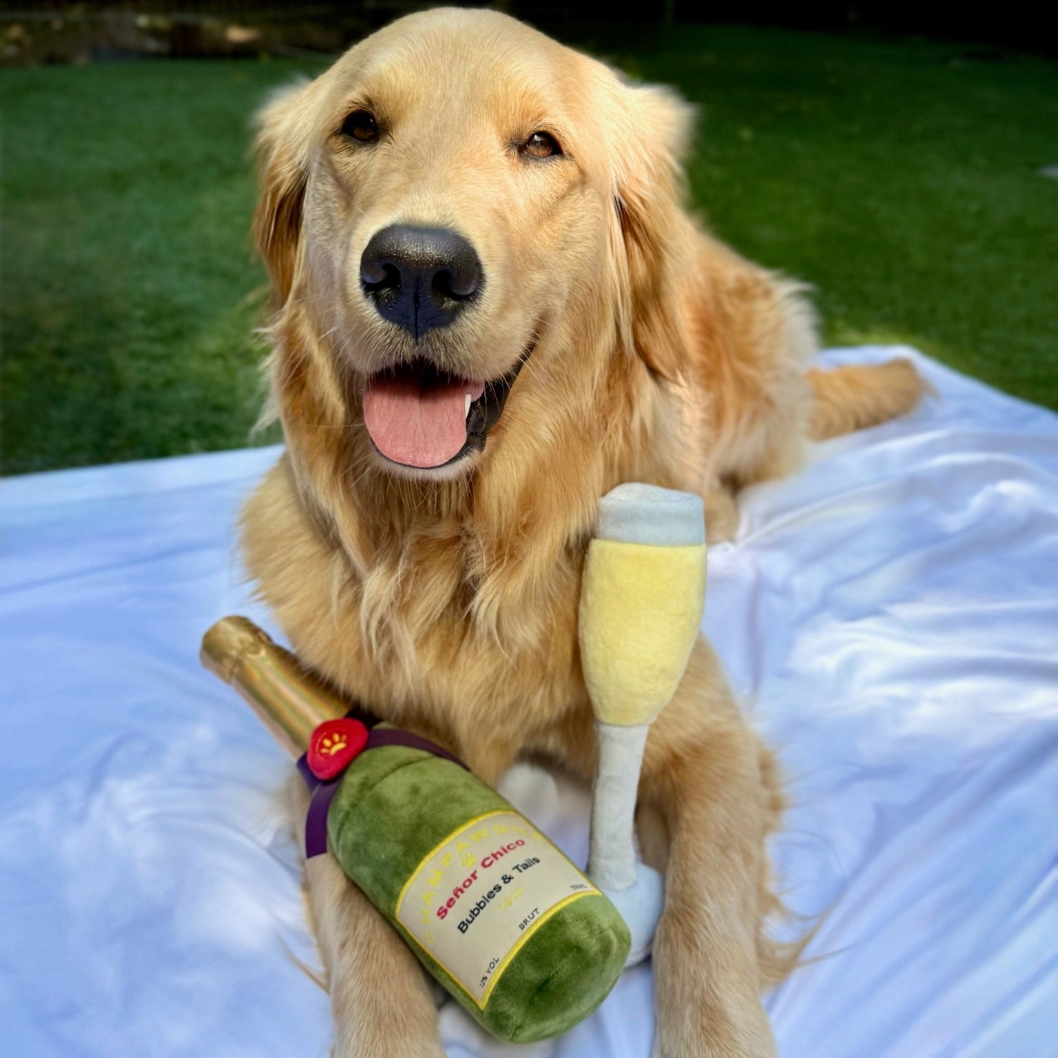 Dog lying on a blanket with toy champagne bottles