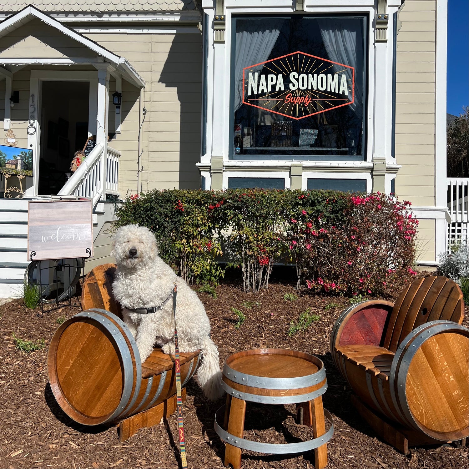 lucca in front of lucca the napa dog gift shop in downtown napa inside of napa sonoma supply