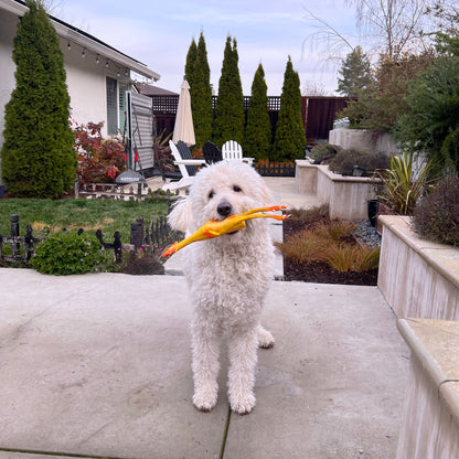 lucca the napa dog playing with the squeaky chicken dog toy