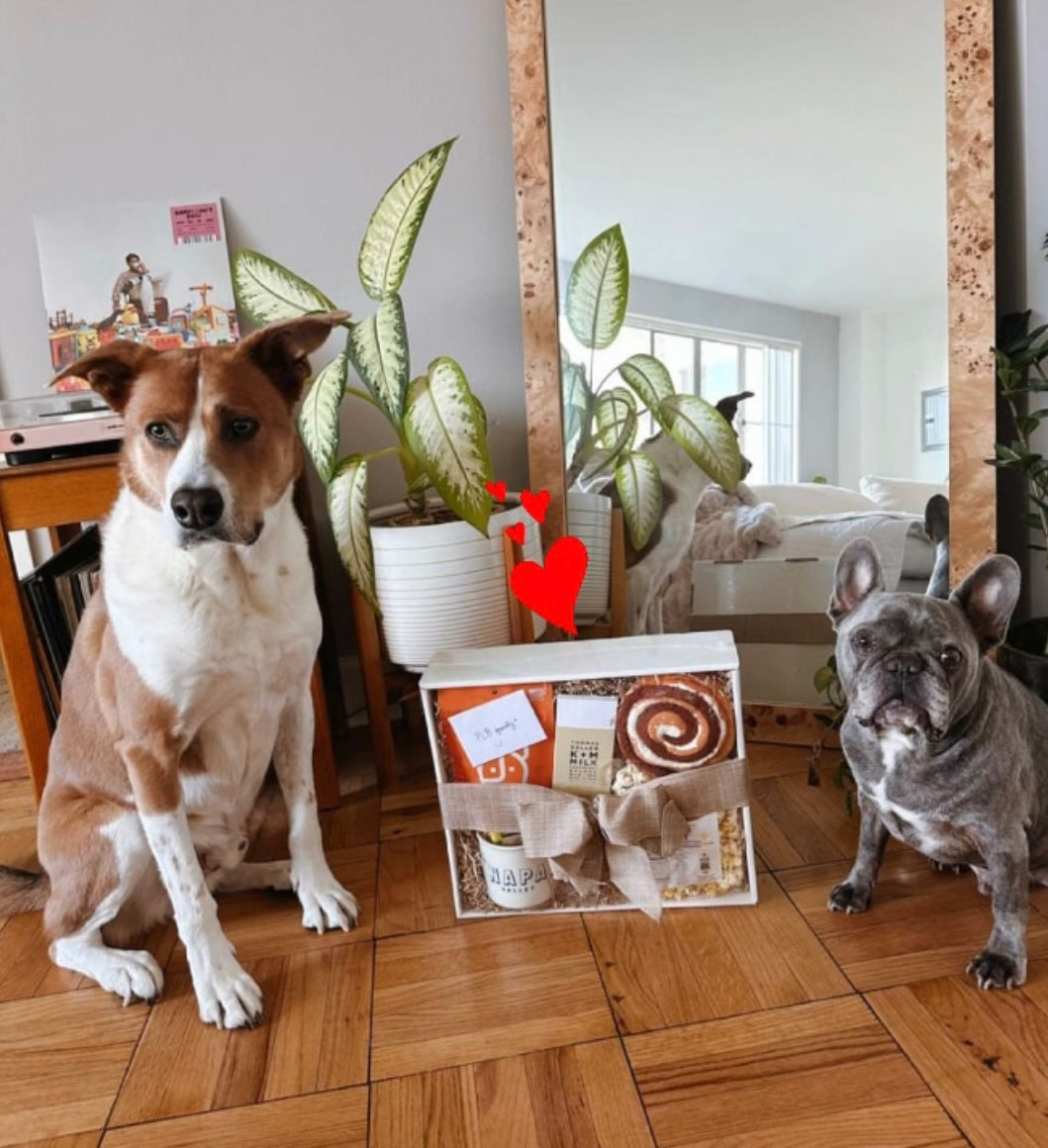 two dogs receiving a custom gift from lucca the napa dog