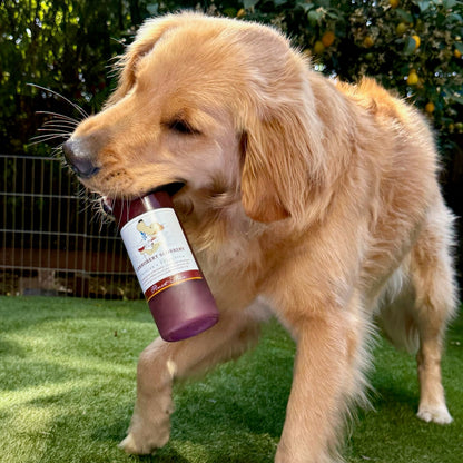 Dog holding a bottle with a label in its mouth on grass
